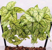 KERUIDENG plante terrarium vue face pour décor naturel et abri
