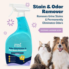 Kinzua Urine B-Gone pulvérisé sur tapis montrant action enzymatique efficace
