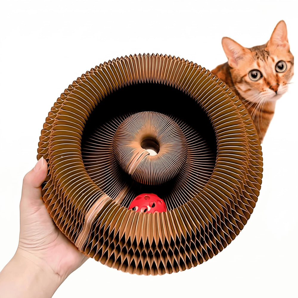 KITTY KURLZ vue face de l'anneau montrant forme modulable et confort