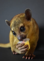 Komodo gros plan du gel fruité montrant texture appétente