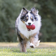 Chien jouant avec KONG Classic renforçant activité et concentration