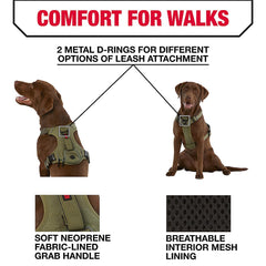 KONG comparaison taille sur chien illustrant ajustement et guidage