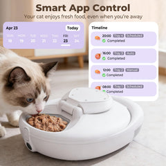 kubvici chat mange confortablement repas frais améliorant l'appétence