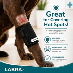Chien portant attelle Labra montrant protection contre le léchage