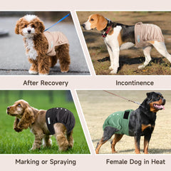 Langsprit chienne portant la couche protection discrète en sortie