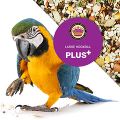 LEACH GRAIN perroquet picorant mélange démontrant appétence naturelle