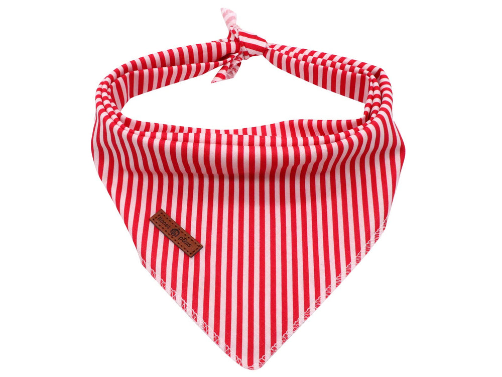 Lionet Paws bandana avant sur chien, look soigné et confortable