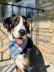 Lionet Paws bandana plis et coutures soulignant solidité