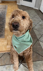 lionet paws chien portant bandana en extérieur, look élégant pour promenade