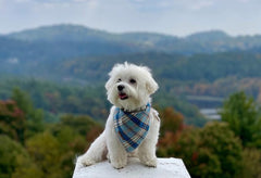Lionet Paws gros plan tissu coton montrant douceur
