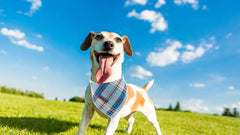 Lionet Paws bandana porté sur petit chien pratique et mignon