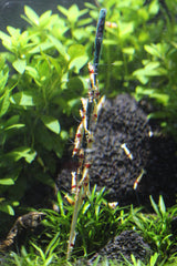 Liquid Gardens bâtonnet planté dans le substrat crevettes en train de se nourrir