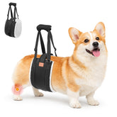 LOOBANI sangle vue avant montrant maintien et stabilité pour grands chiens