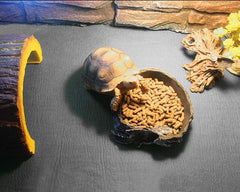 Mechpia tapis installé dans un terrarium avec dragon barbu pour sécurité
