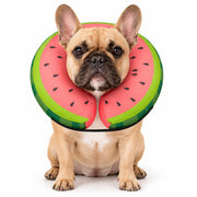 MIDOG collier donut face avant montrant maintien confortable