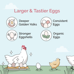 Mile Four poules picorant le produit, favorise appétit et activité