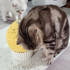 miwoowim gros plan des poils souples, massage confortable pour chat