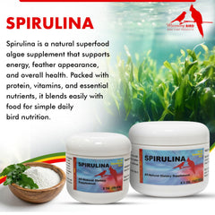 Morning Bird poudre de spiruline gros plan révélant texture fine et riche