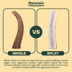 Mountain Valley Antlers comparaison taille avec main pour choisir format