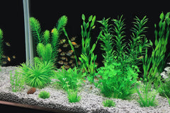 MyLifeUNIT plantes installées dans aquarium créant cachettes pour poissons