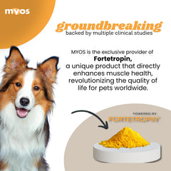 MYOS CANINE MUSCLE FORMULA mélangé à nourriture humide pour meilleure acceptation
