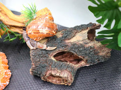Neeenn abri en usage dans terrarium montrant sécurité et cachette