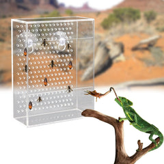 Neeenn bol installé dans un terrarium avec un lézard accessible et sécurisé pour nourrissage