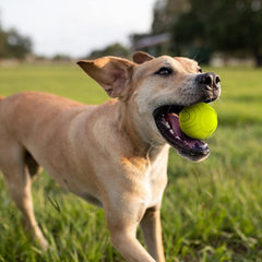 Nerf Dog en usage lors d'un lancer montrant amusement et entraînement actif