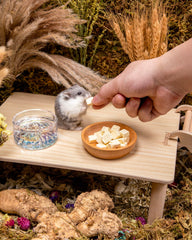 Niteangel friandise donnée à un hamster pendant le jeu, bénéfice enrichissement