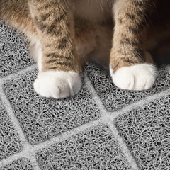 Niubya chat en usage marchant confortablement sur le tapis