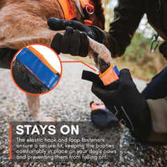 Non-stop Dogwear bottines portées par chien en promenade sur bitume