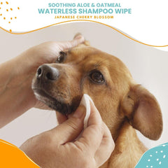 Nootie lingette utilisée sur chien pour un rafraîchissement sans bain