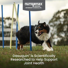 Nutramax Dasuquin comprimé à croquer montrant appétence pratique
