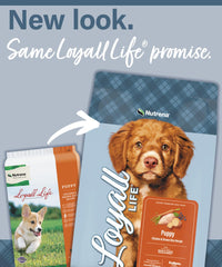 Nutrena Loyall Life gros plan des croquettes montrant texture et qualité pour une bonne mastication
