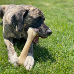 Nylabone os profil 3D illustrant forme naturelle pour mastication prolongée