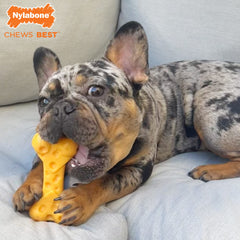 Nylabone gros plan texture montrant reliefs pour nettoyage dentaire