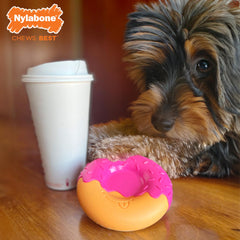 Chien de taille moyenne jouant au Nylabone Donut pour stimulation active