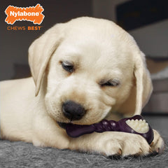 Nylabone gros plan texture montrant reliefs pour nettoyer dents