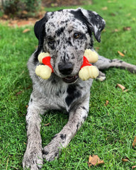 Nylabone en mains humaines illustrant taille X‑Large et solidité pour propriétaires