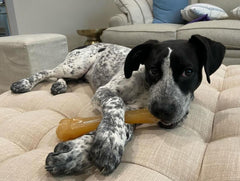 Nylabone comparaison taille X‑Large, dimensions adaptées aux chiens de plus de 50 lb