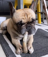Nylabone gros plan de la texture offrant durabilité et satisfaction de mastication
