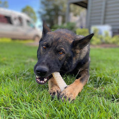 Nylabone profil montrant textures pour meilleur nettoyage dentaire