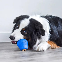 nylabone comparaison d'échelle illustrant la taille adaptée aux chiens moyens