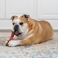 Nylabone gros plan texture crêtes nettoyant dents