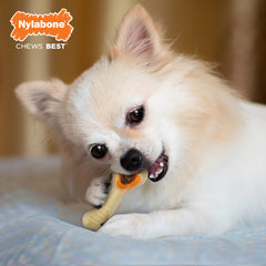 Nylabone Pop-In insert de friandise montrant accessibilité et longévité du jeu