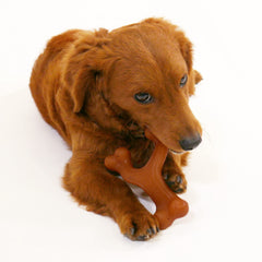 Nylabone gros plan des bits de saveur bacon intégrés, stimule l'intérêt du chien