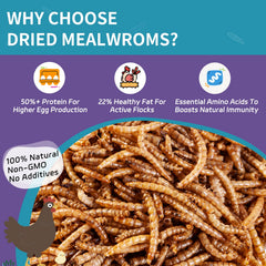 OHNAME gros plan texture des vers séchés croquants et nutritifs