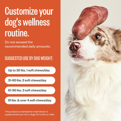 Chien acceptant Ollie Zoomies pendant une promenade, soutien mobilité
