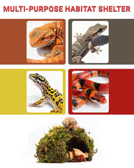 ORBIDYN placé dans terrarium améliorant cachette et décor naturel