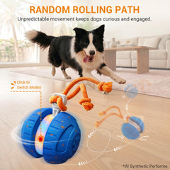 pamlulu en action roulant sur parquet stimulant le jeu et l’activité du chien